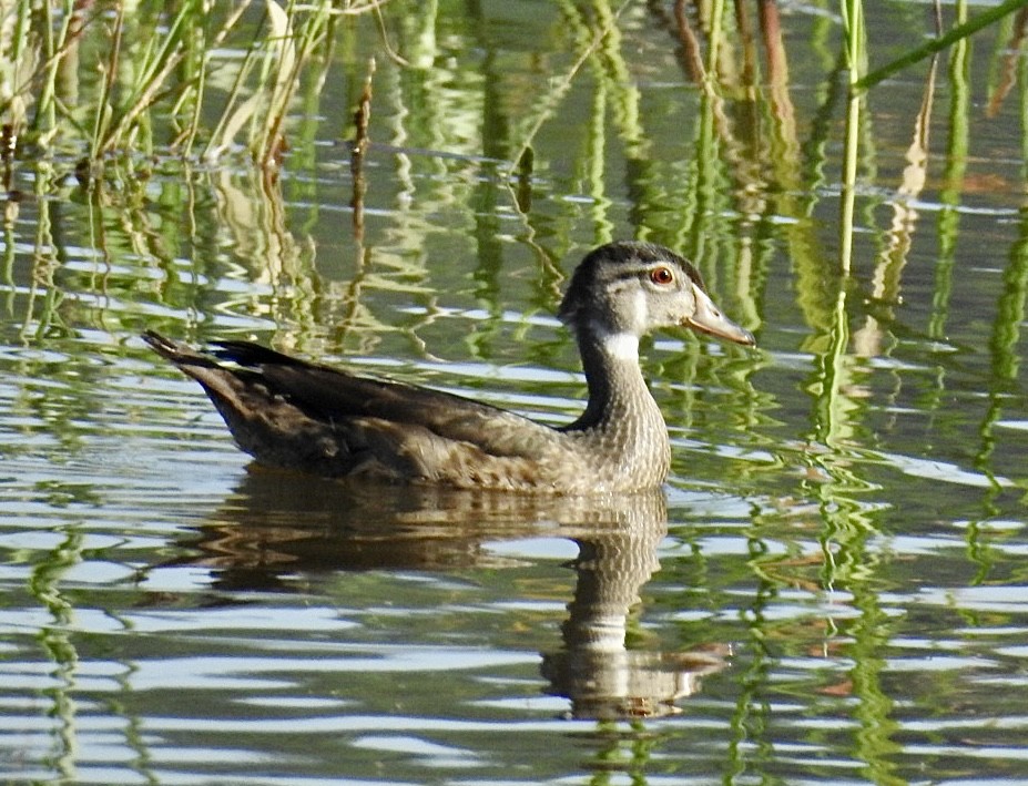 Wood Duck - ML600502861