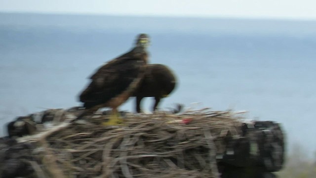 ガラパゴスノスリ - ML600502911