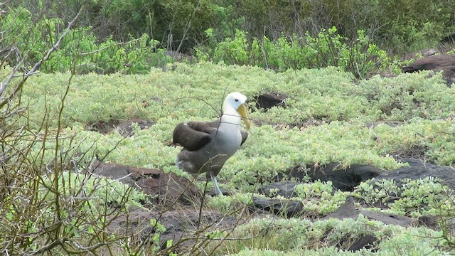 Albatros de Galápagos - ML600503141