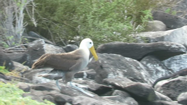 Albatros de Galápagos - ML600503181