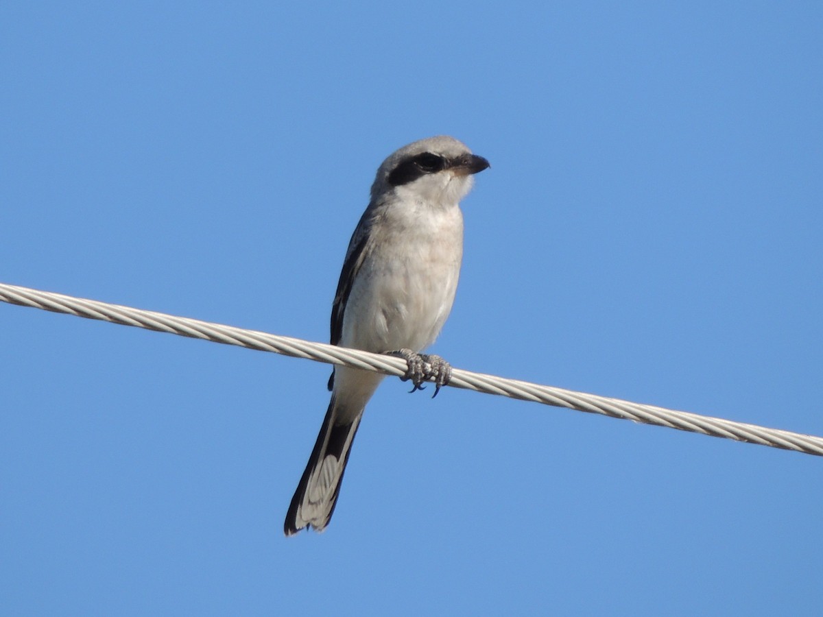 Loggerhead Shrike - Brian Johnson