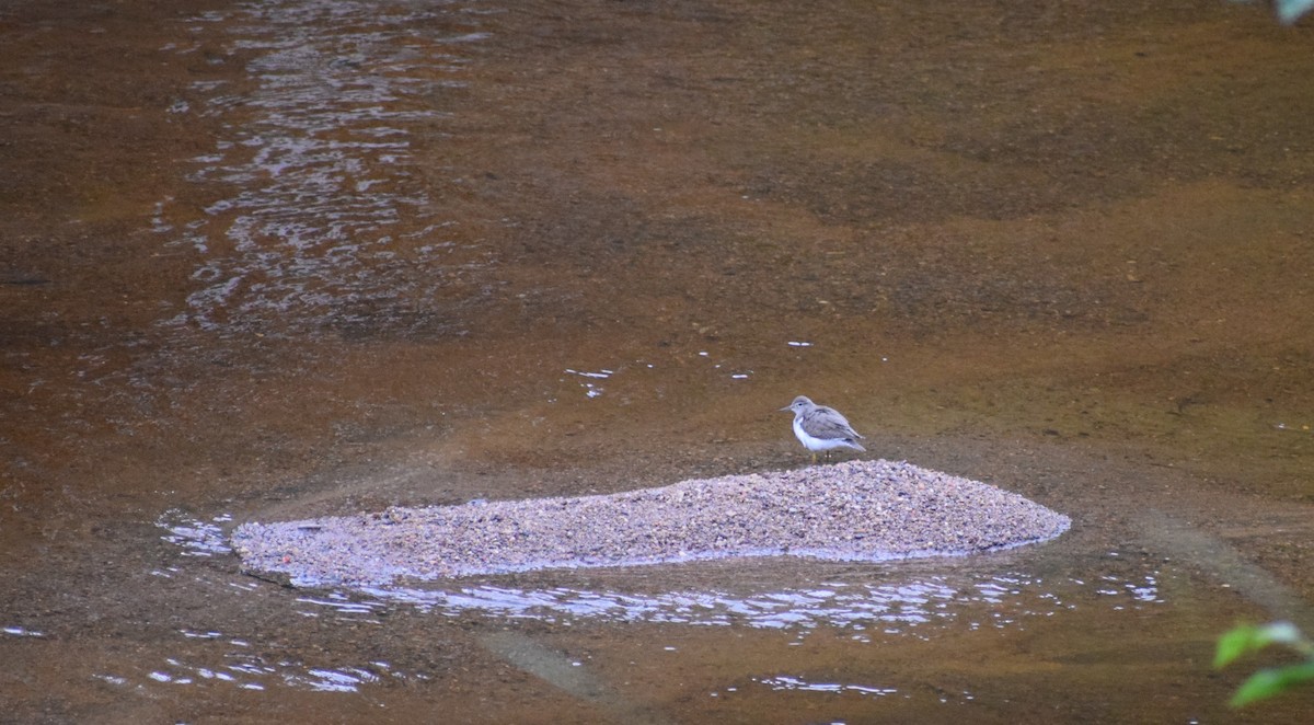 Spotted Sandpiper - ML600504021