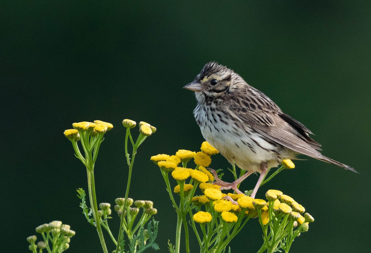 Savannah Sparrow - ML600505101