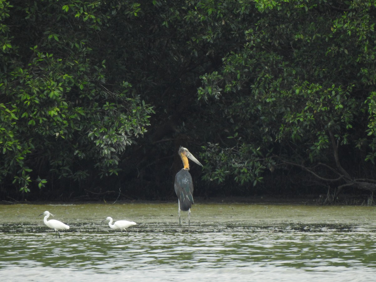 Lesser Adjutant - ML600505401