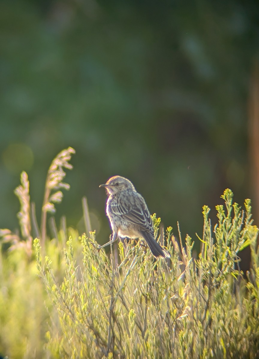 Sage Thrasher - ML600505421