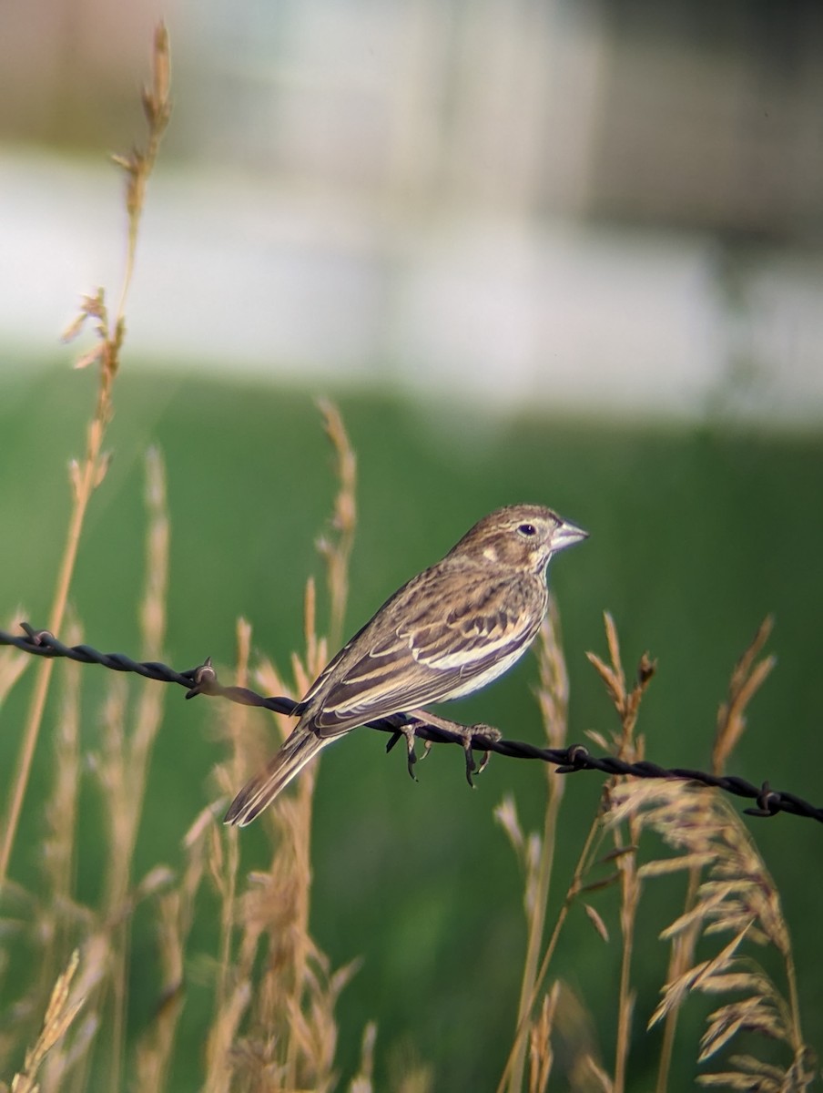 Lark Bunting - ML600505611