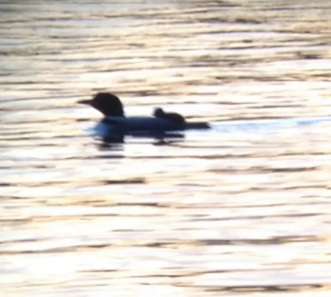 Common Loon - ML600505641