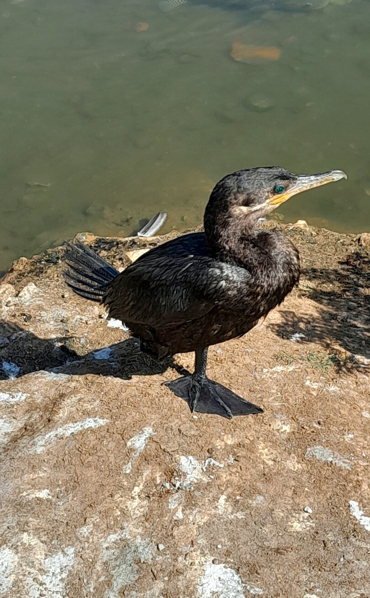 Neotropic Cormorant - ML600505651