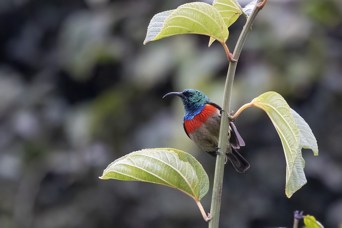 Suimanga del Kilimanjaro Oriental - ML600505941