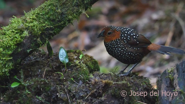 Ocellated Tapaculo - ML600507621