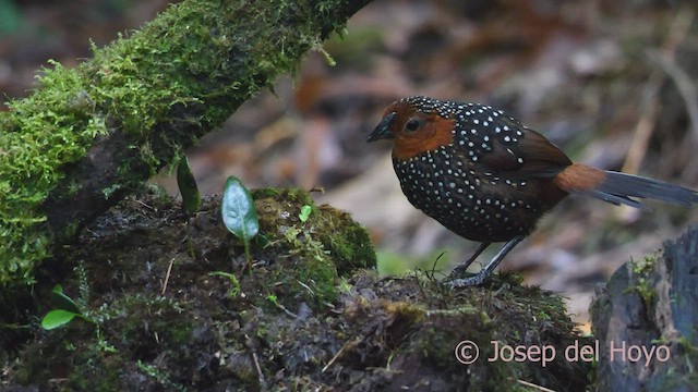 Tapaculo Ocelado - ML600507621