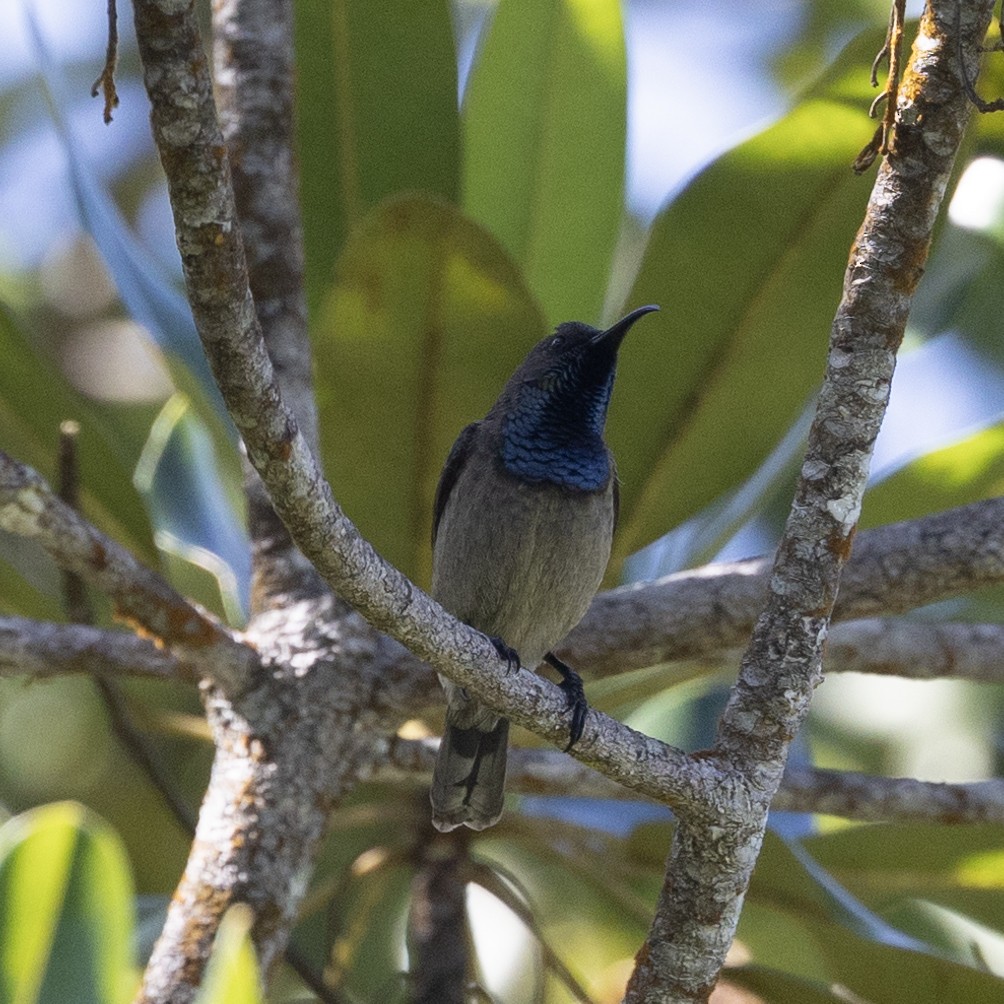 Seychelles Sunbird - ML600508211