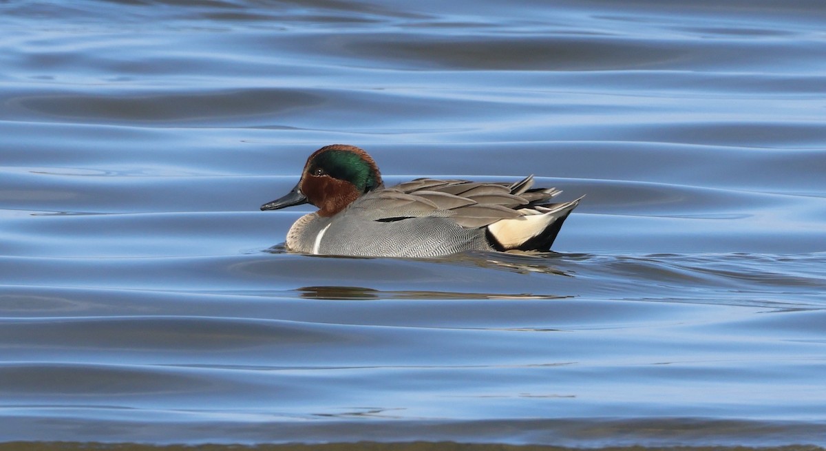 Green-winged Teal - Jamie Adams