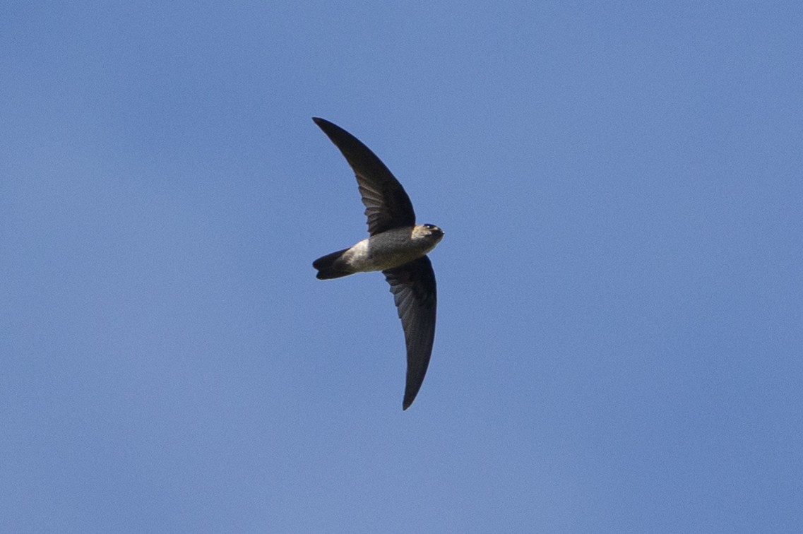 Seychelles Swiftlet - Paulo Caseirito