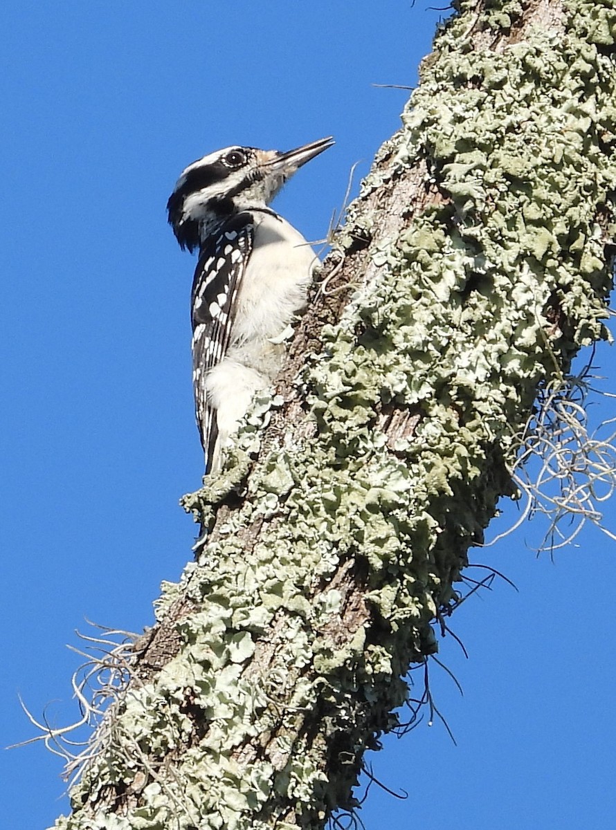 Hairy Woodpecker - ML600508761