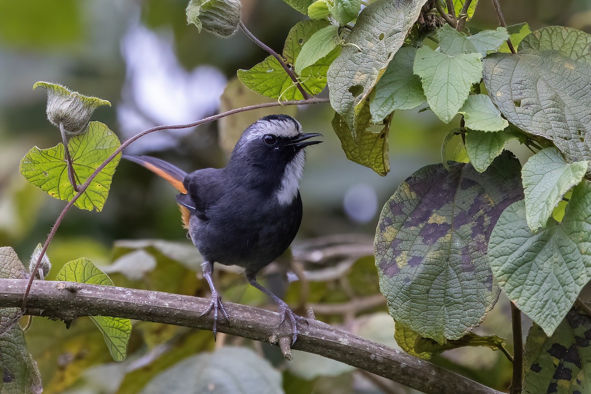 Olive-flanked Robin-Chat (Black) - ML600509171