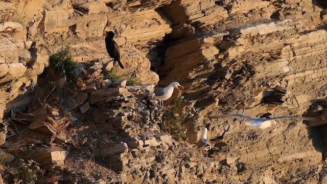 Gaviota Argéntea - ML600509731