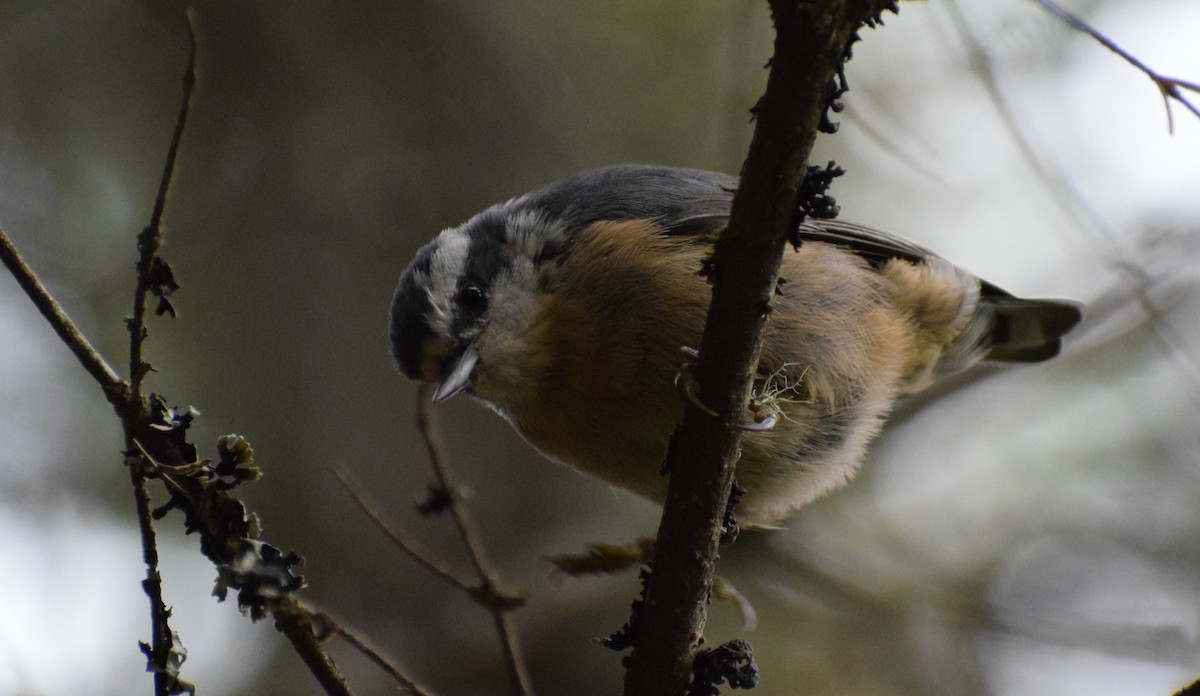 Red-breasted Nuthatch - ML600509761