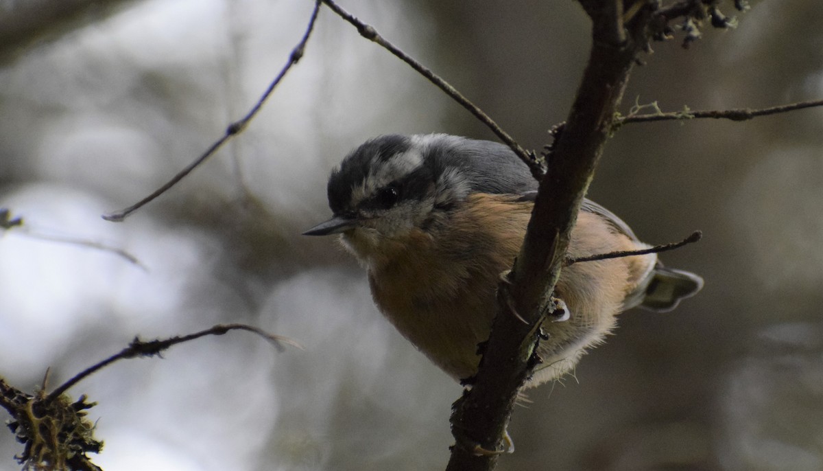 Red-breasted Nuthatch - Dominique Blanc