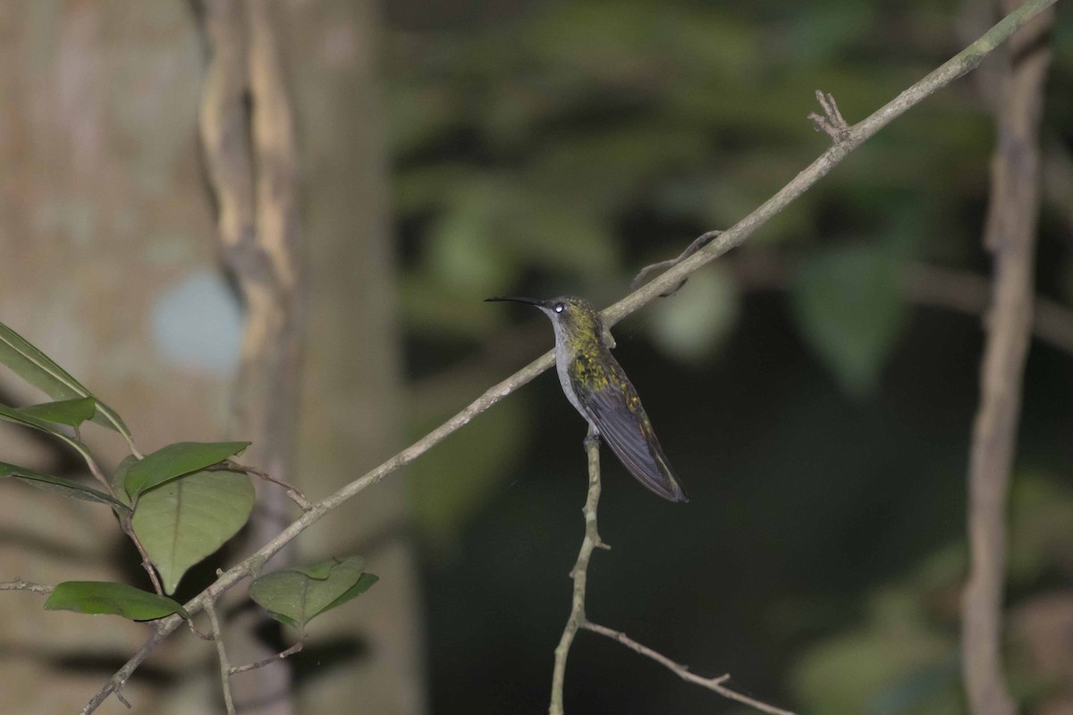 Dominikanermangokolibri - ML60051001