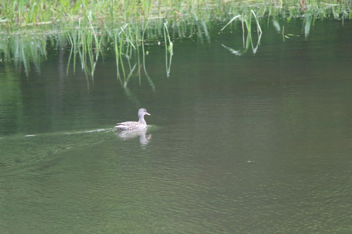 Gadwall - ML60051031