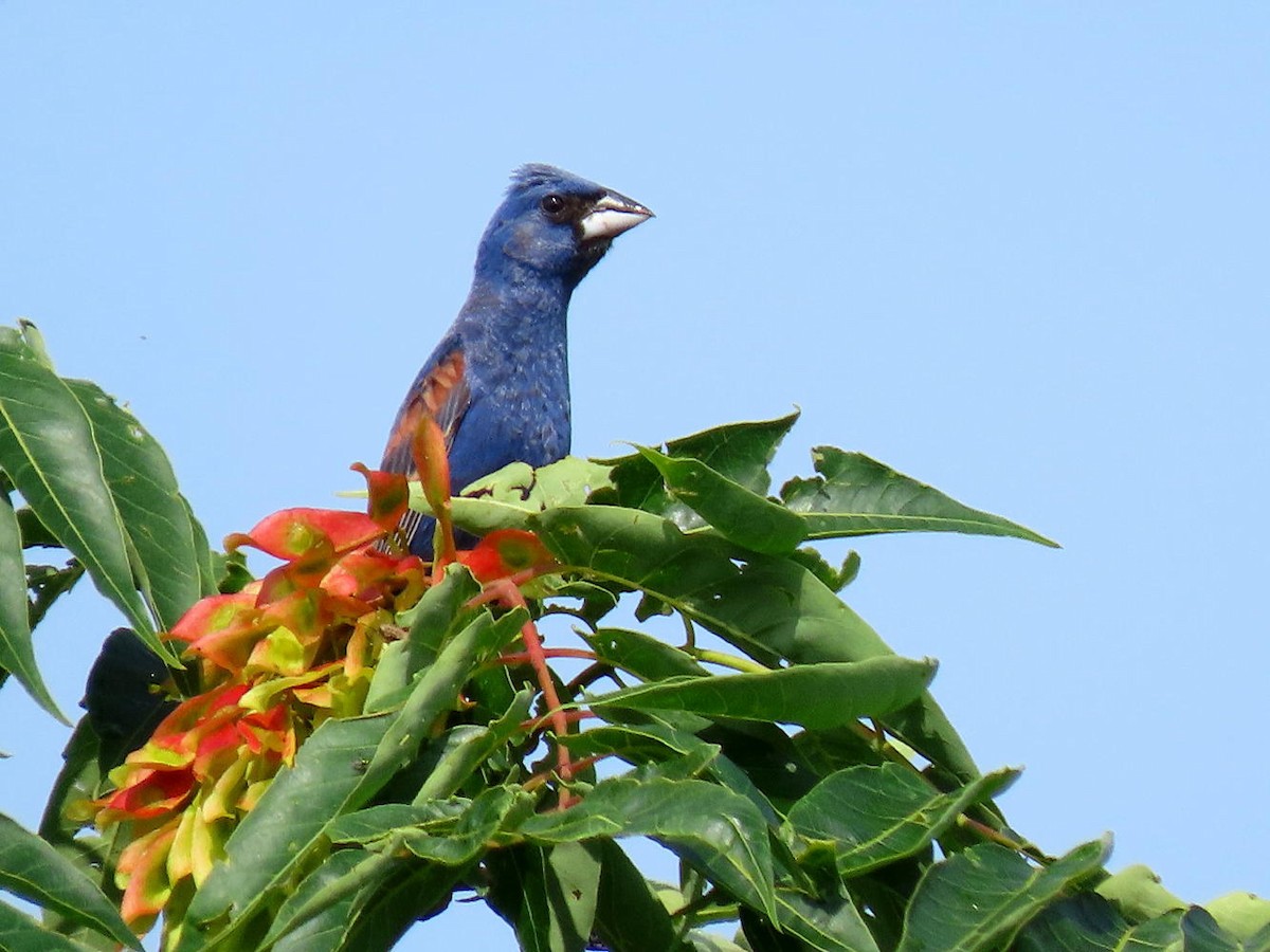 Blue Grosbeak - David Cooney Jr