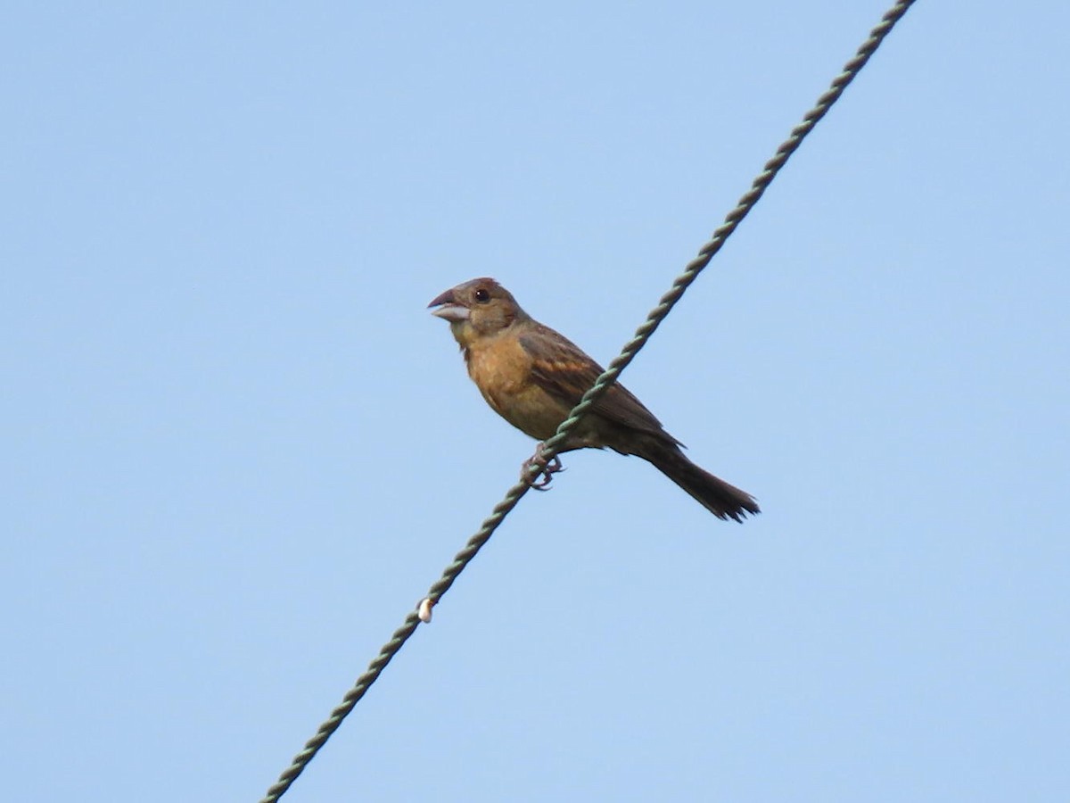 Blue Grosbeak - ML600510581