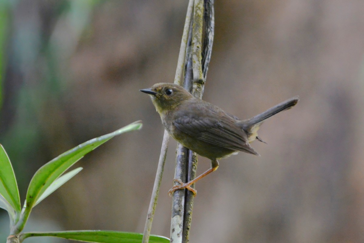 Whistling Warbler - ML600510861