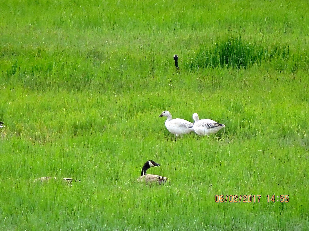 Snow Goose - Chris Dale