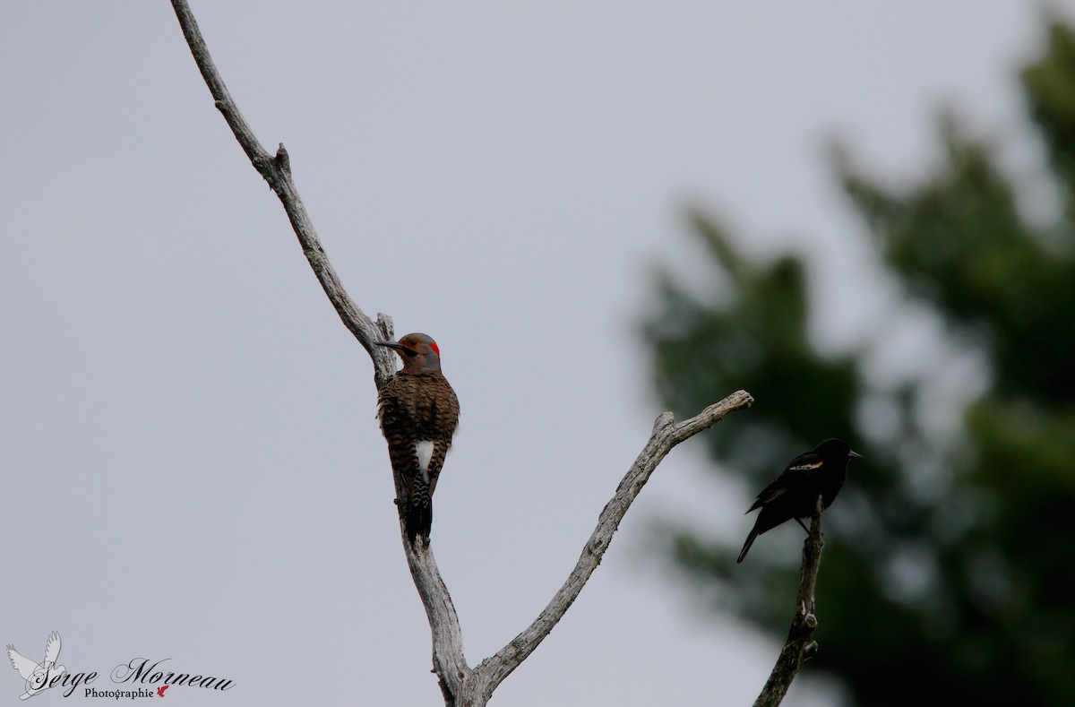 Northern Flicker - ML60051161