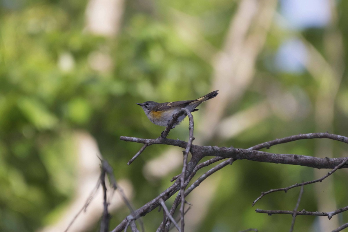 American Redstart - ML60051171