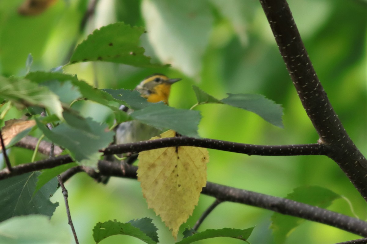 Blackburnian Warbler - ML600512041