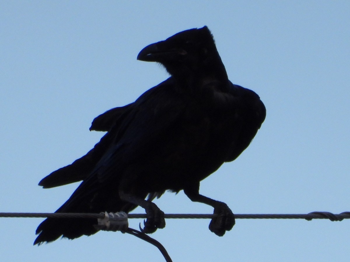 Common Raven - ML600512411