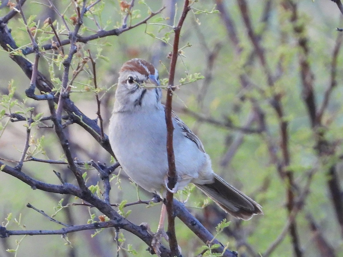 Rufous-winged Sparrow - ML600512451