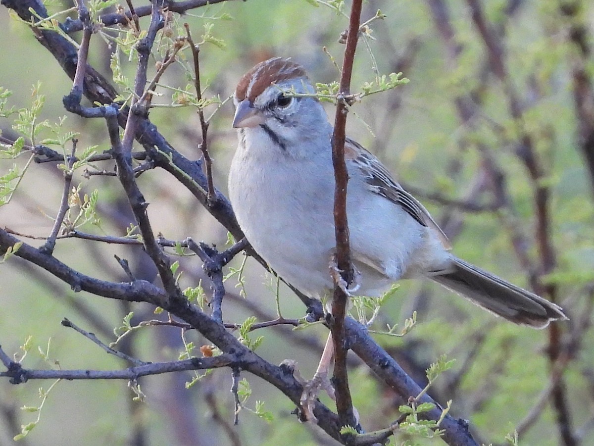 Rufous-winged Sparrow - ML600512461
