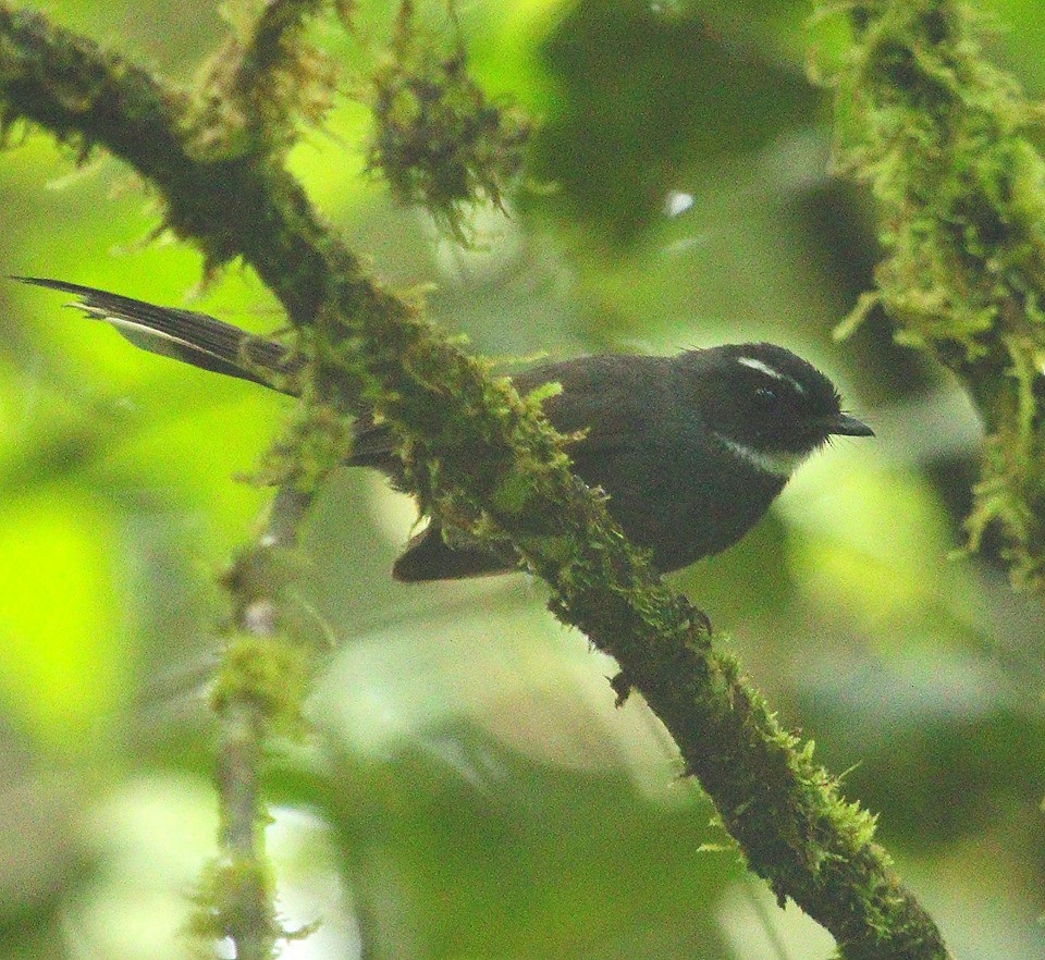 White-throated Fantail - ML60051261