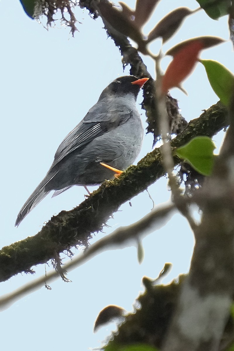 Black-faced Solitaire - ML600512791