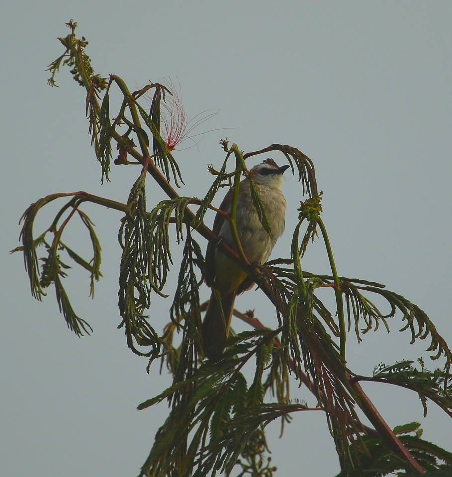 Yellow-vented Bulbul - ML60051291