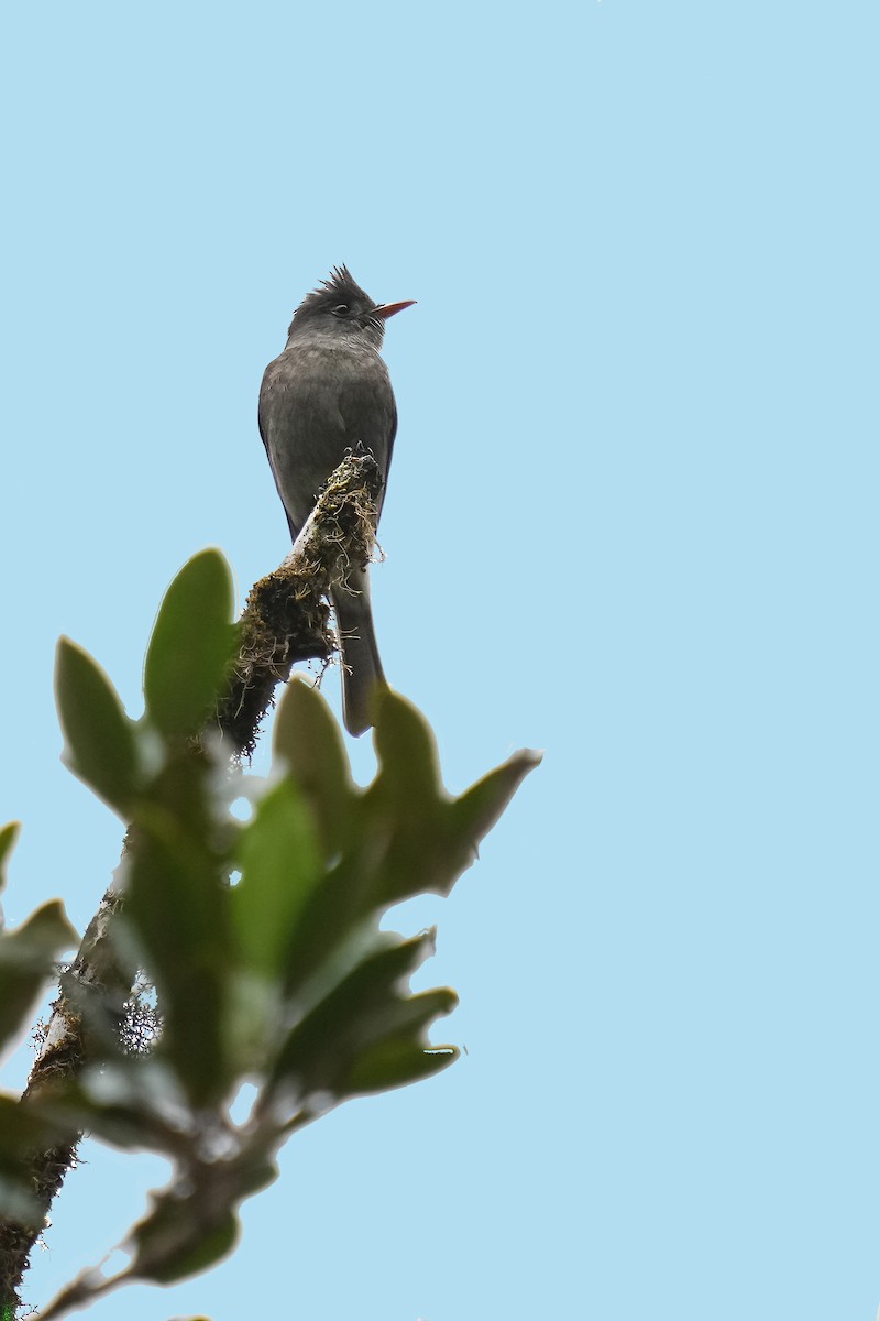 Dark Pewee - ML600513271