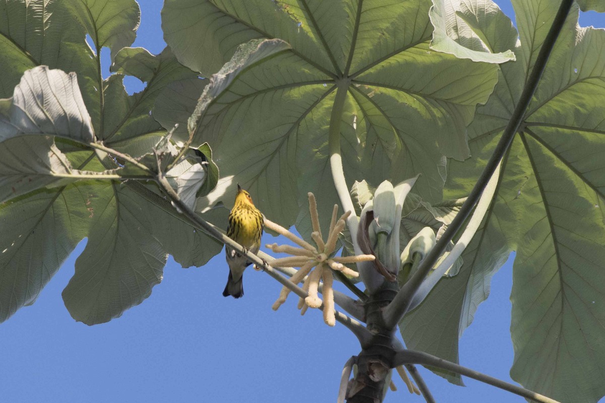 Cape May Warbler - ML60051331