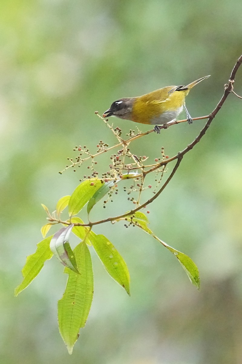 Common Chlorospingus - Alan Lenk