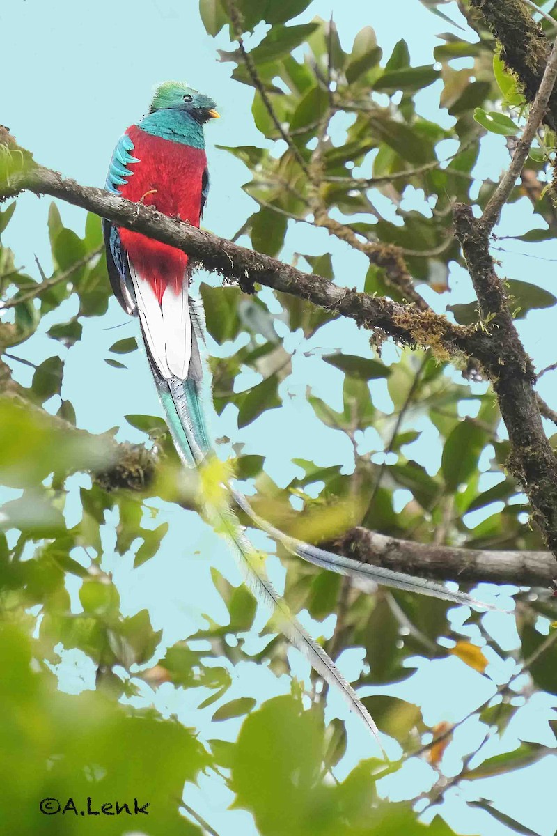 Resplendent Quetzal - ML600513661