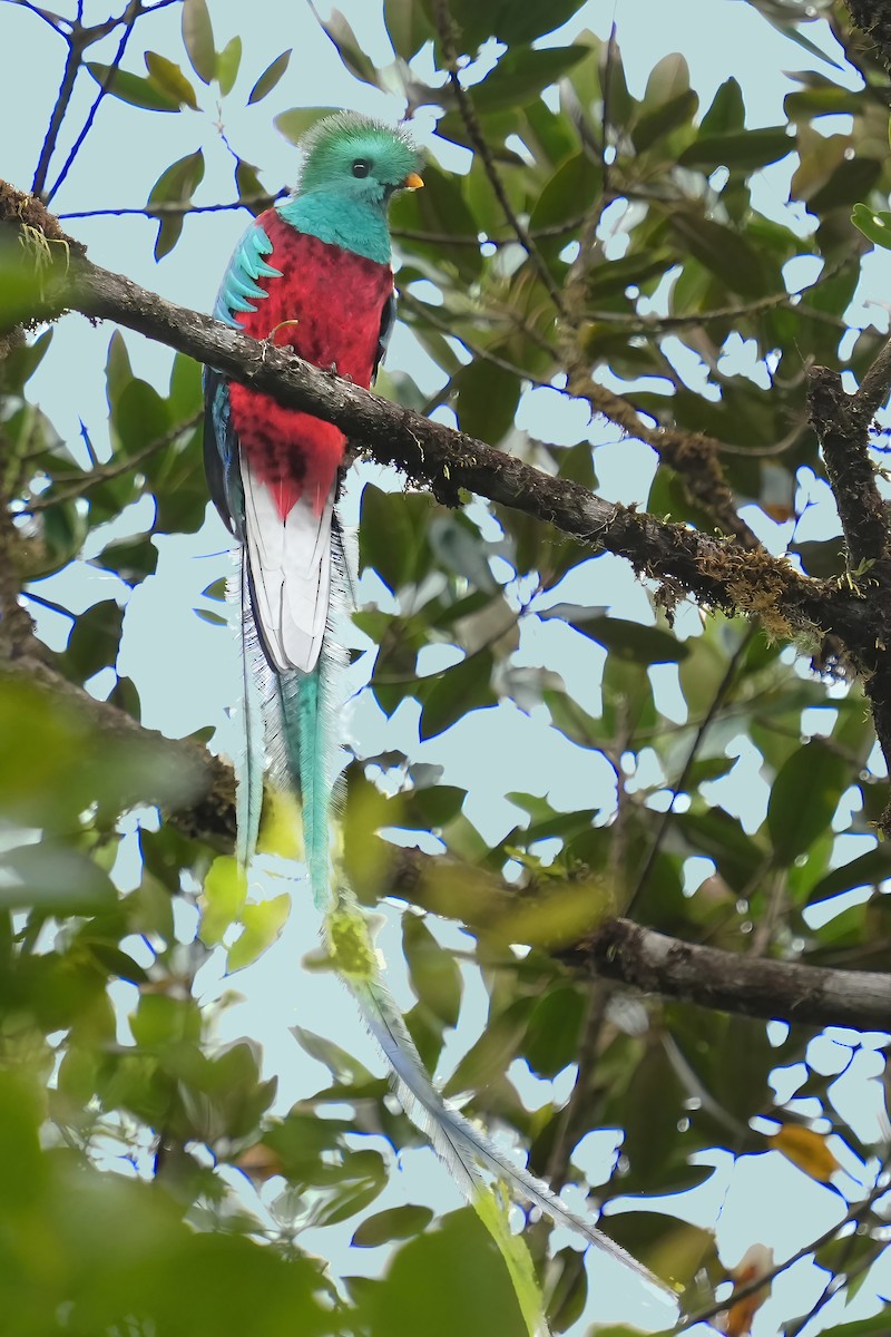 Resplendent Quetzal - ML600513691