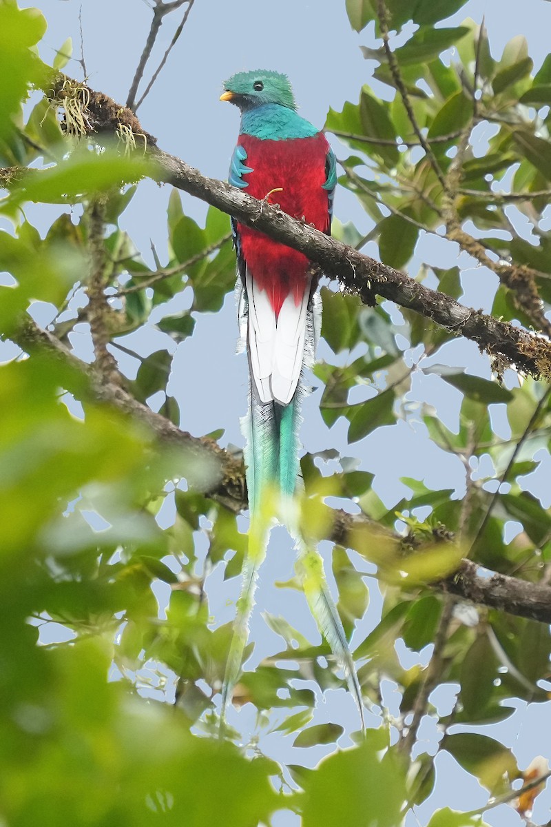 Quetzal resplendissant - ML600513701