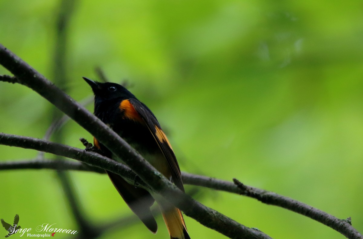 American Redstart - ML60051381