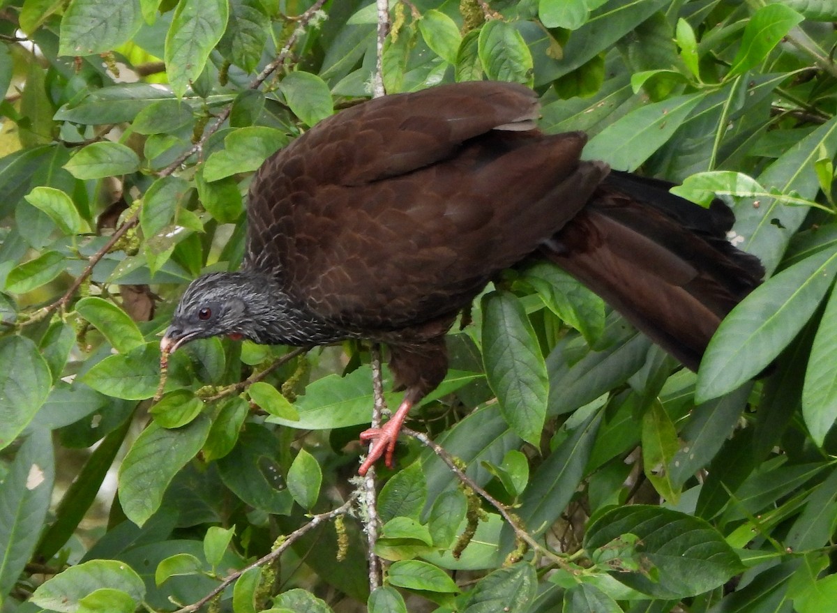 Andean Guan - Shirley Andrews