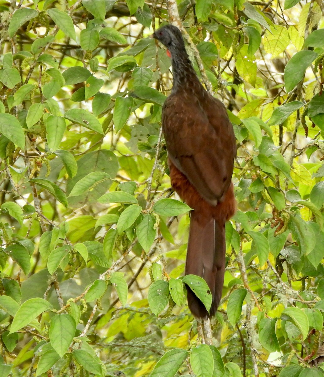 Andean Guan - ML600513981