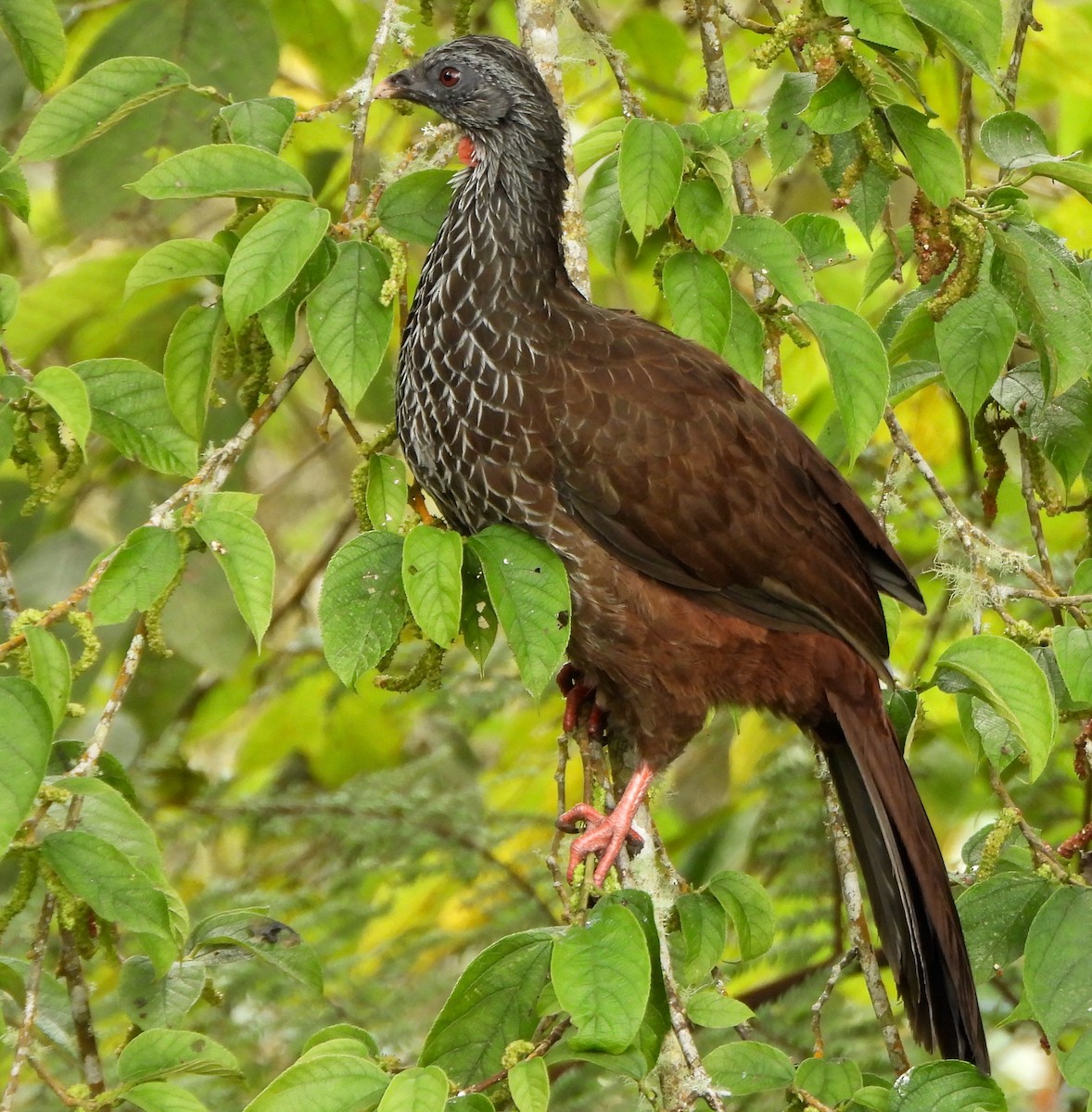 Andean Guan - Shirley Andrews