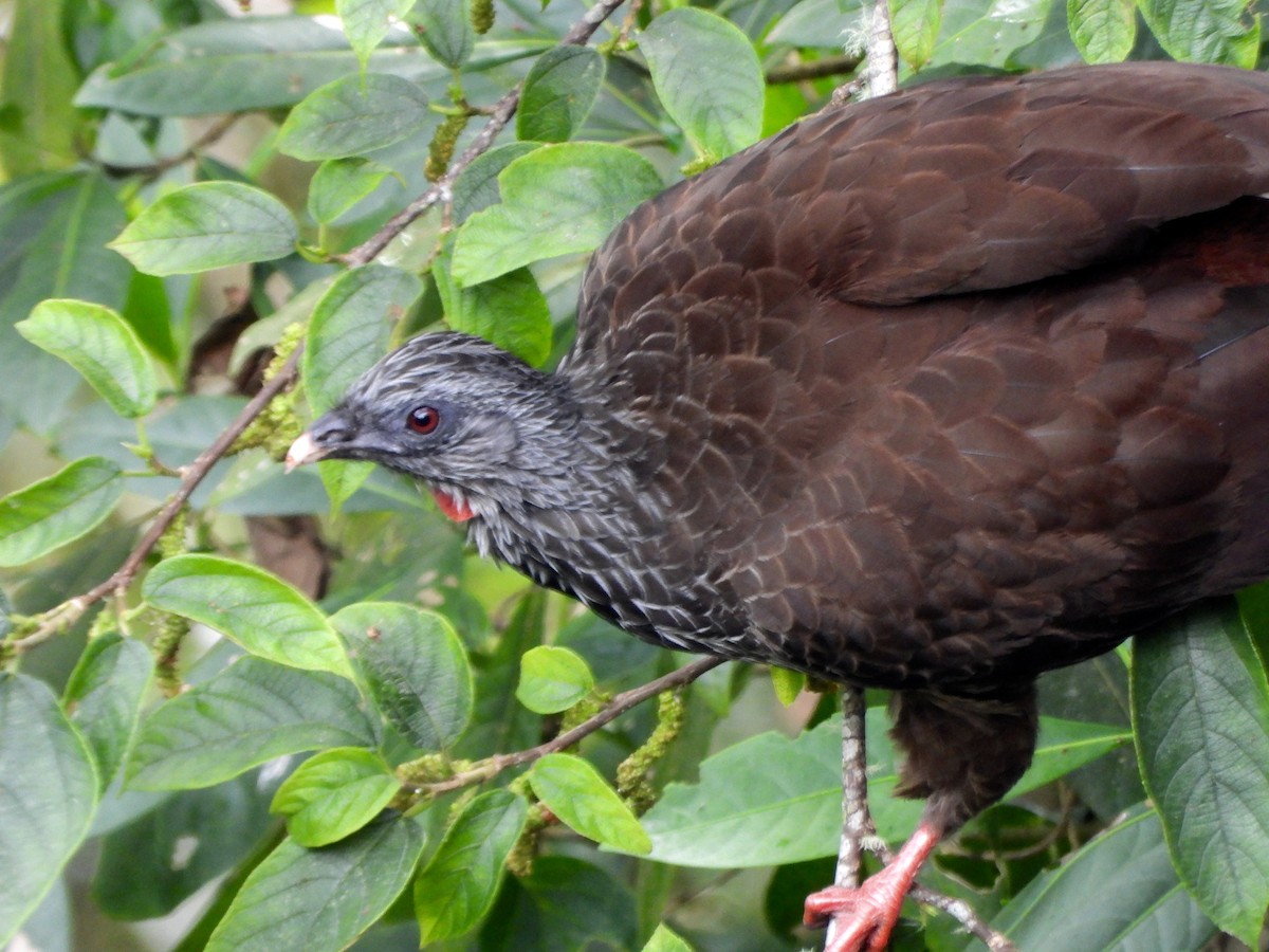 Andean Guan - ML600514001