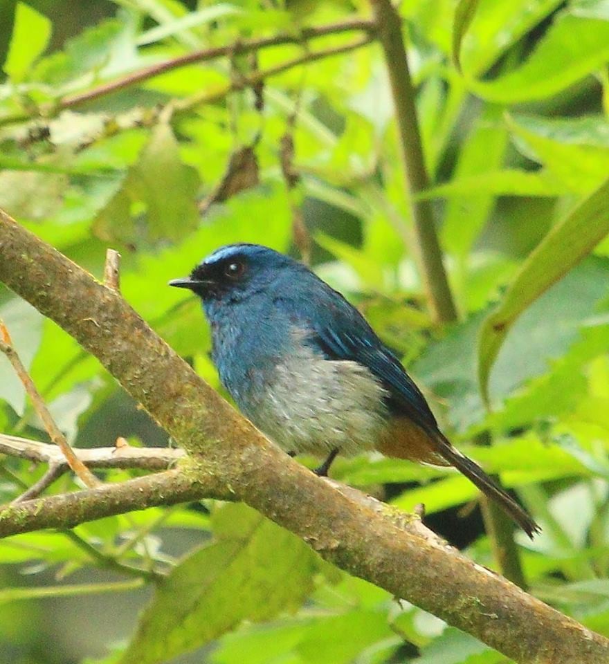 Indigo Flycatcher - ML60051411